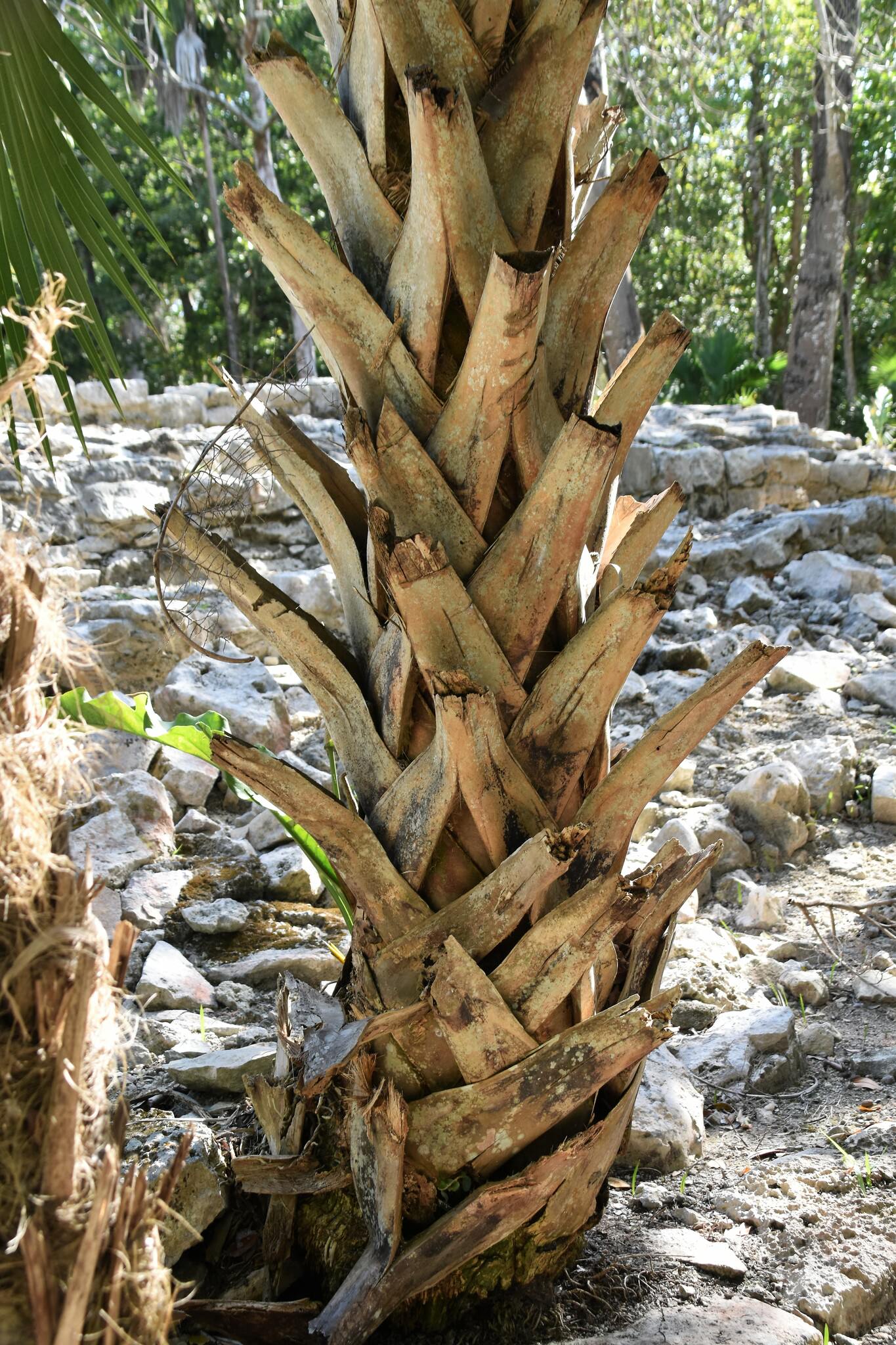 Sabal yapa